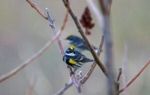 featured-71-300x190.jpg