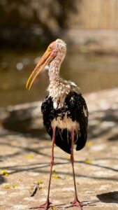 featured-267-169x300.jpg