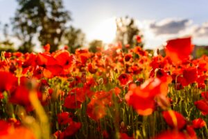 featured-8-300x200.jpg